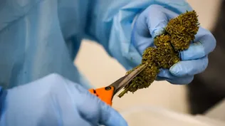 La industria de cannabis medicinal crece exponencialmente de la mano de una amplia gama de productos en Uruguay