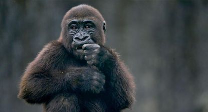 Proyecto busca que para 2030 los humanos puedan comunicarse con otras especies