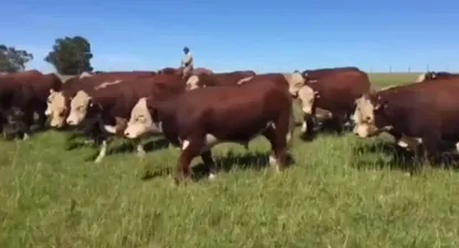 En total serán 40 toros, 20 Polled Hereford y 20 Aberdeen Angus