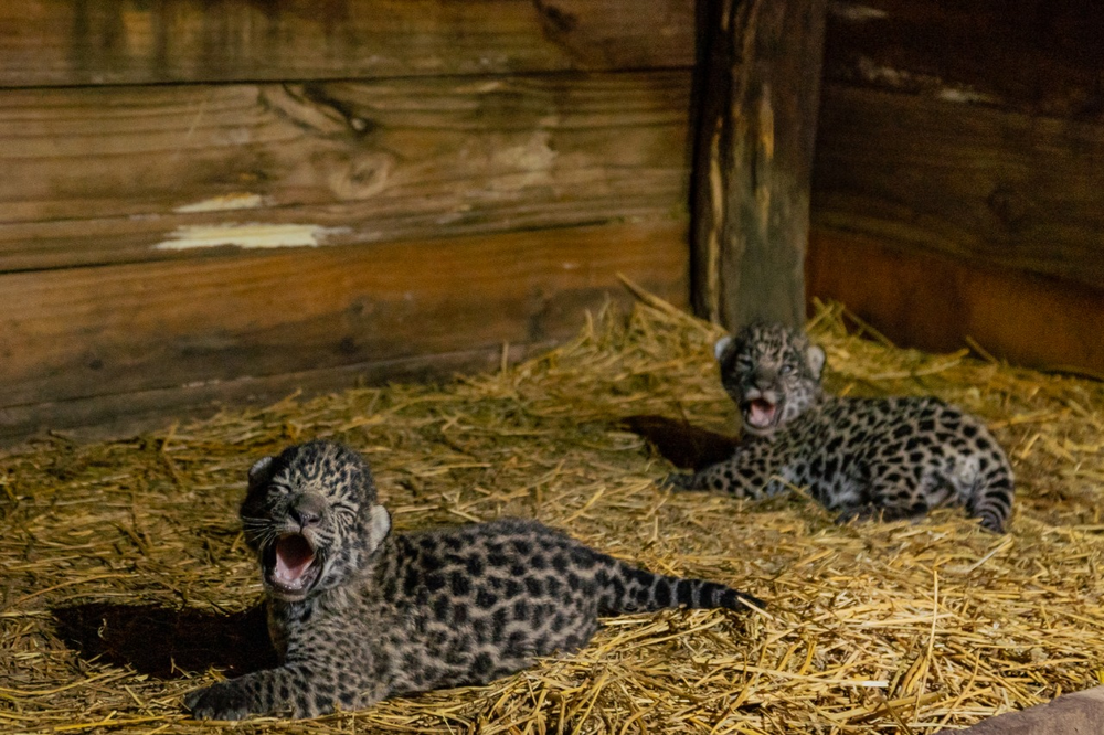 Tras la caza de un yaguareté en Formosa: qué es la Fundación Rewilding y cómo es su proyecto de repoblación