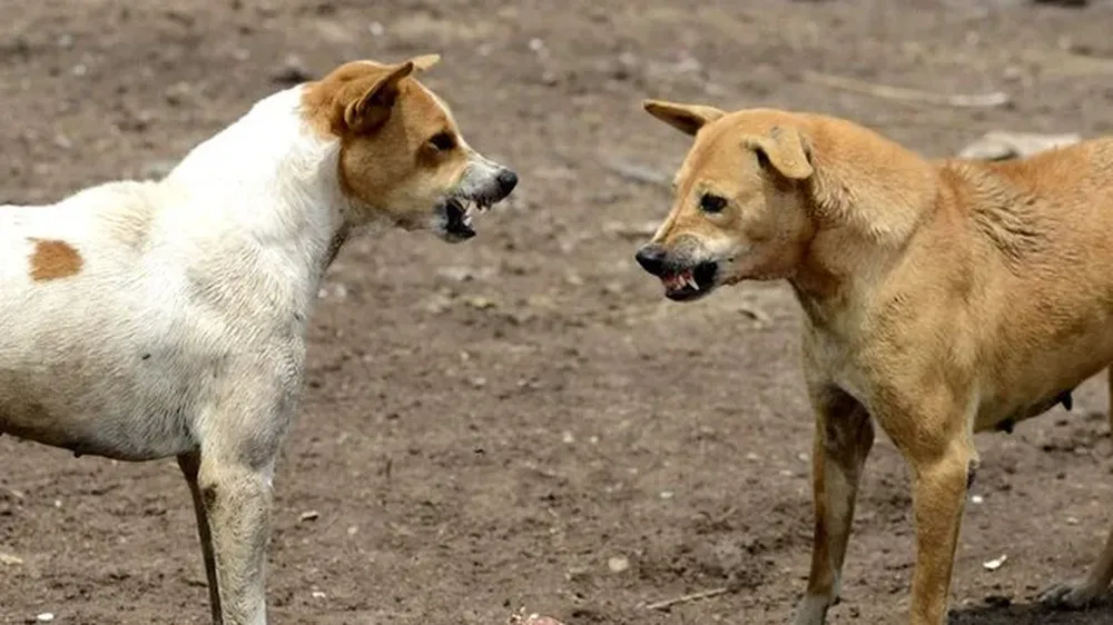 India es hogar de más de 30 millones de perros callejeros.
