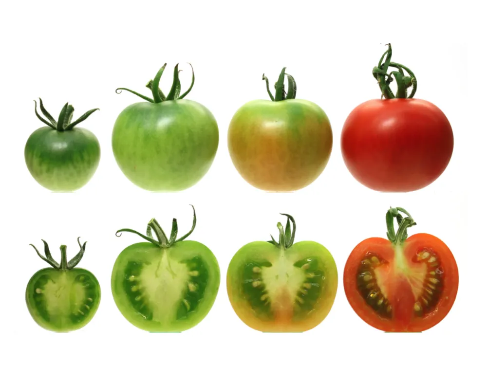 Una mutación genética que hace que el tomate sea de un rojo uniforme también reprime los genes que contribuyen a su sabor, dicen los investigadores