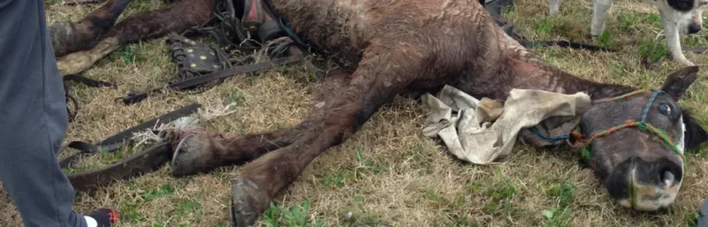 Caballo que se desbocó y quedó atrapado debajo el carro que tiraba.