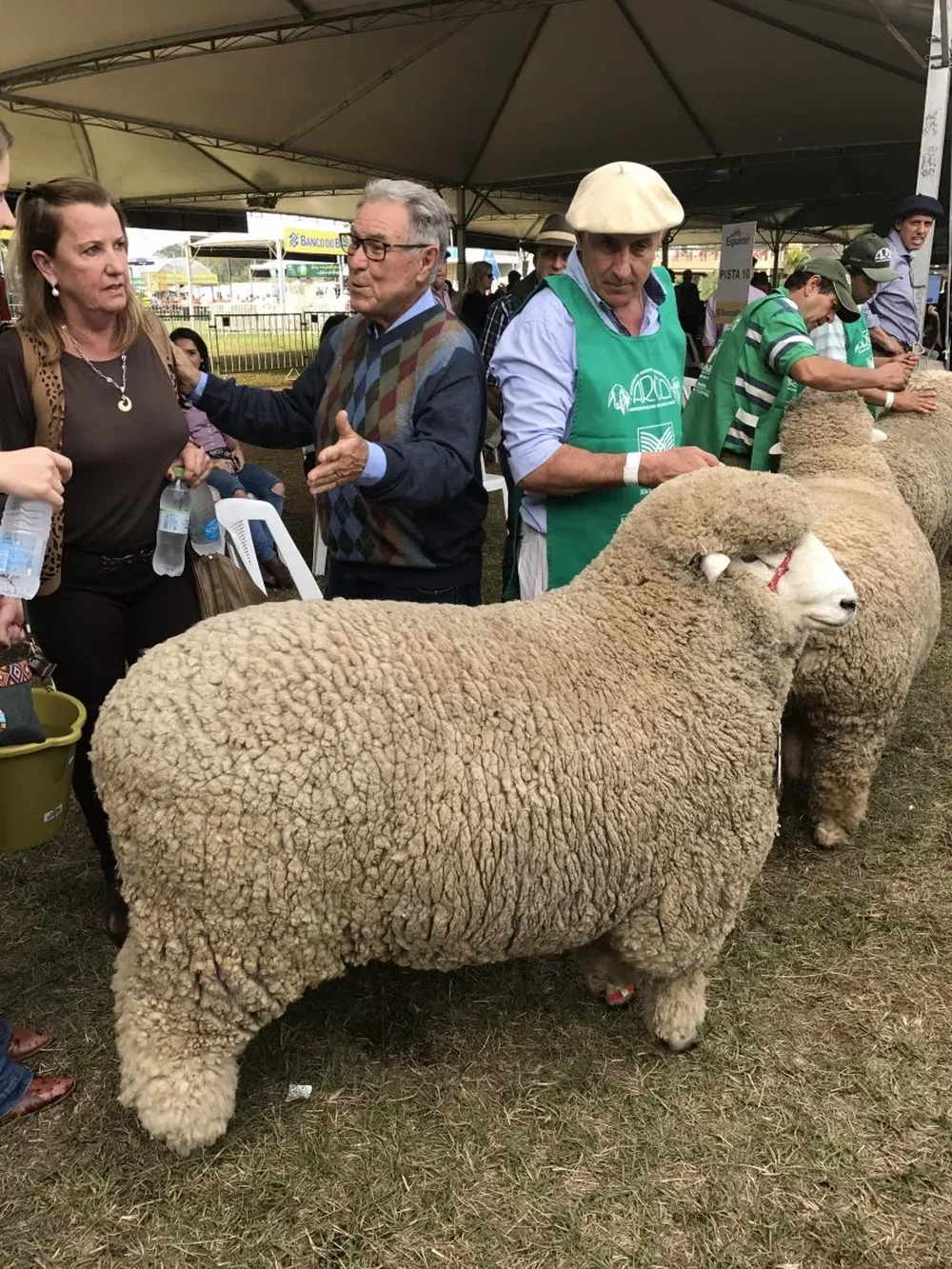 Fredy Perera con uno de los ejemplares Corriedale de La Estela (Risso y Quarai).