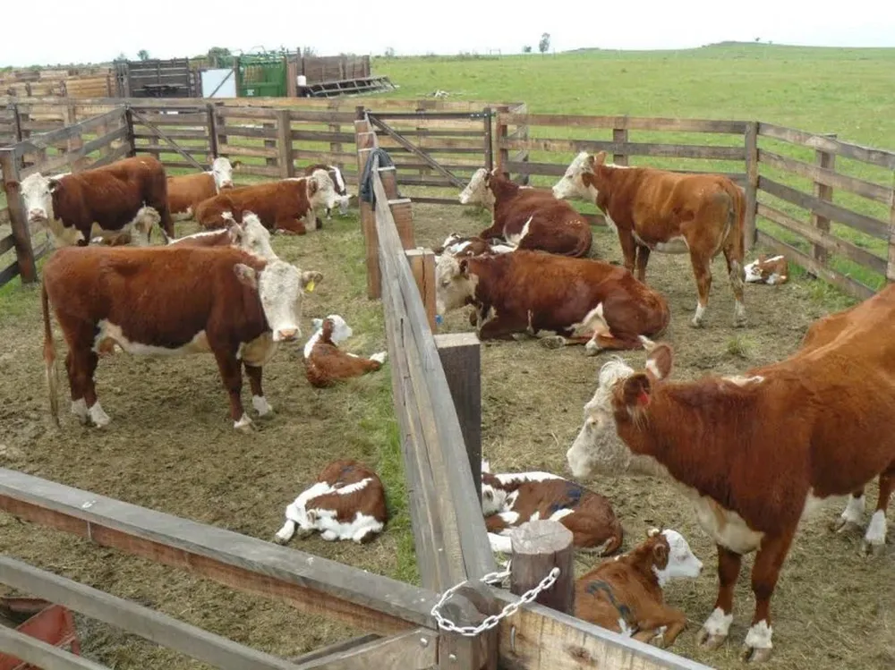 Aconsejan castrar el ternero en su primer semana de vida para no afectar su evolución fuutura