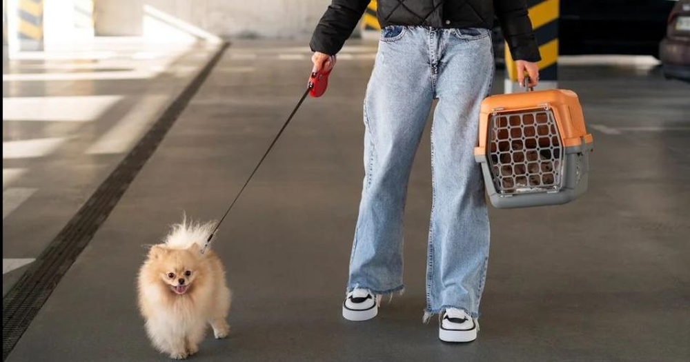 Autorizan el traslado de animales dom&eacute;sticos en micros y trenes de larga distancia