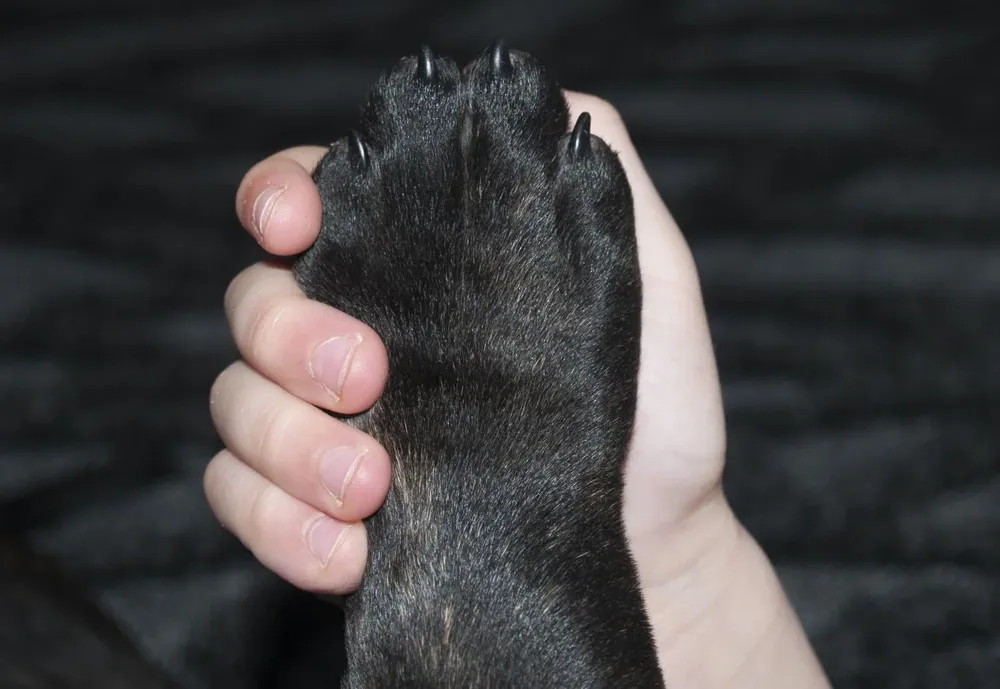 Día de los Animales.