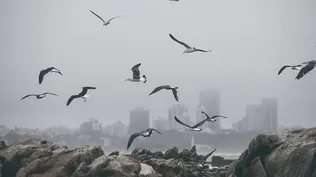Ola de frío en Montevideo