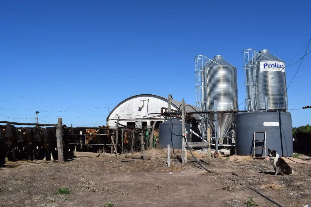 Los tambos se preparan para un invierno complicado.