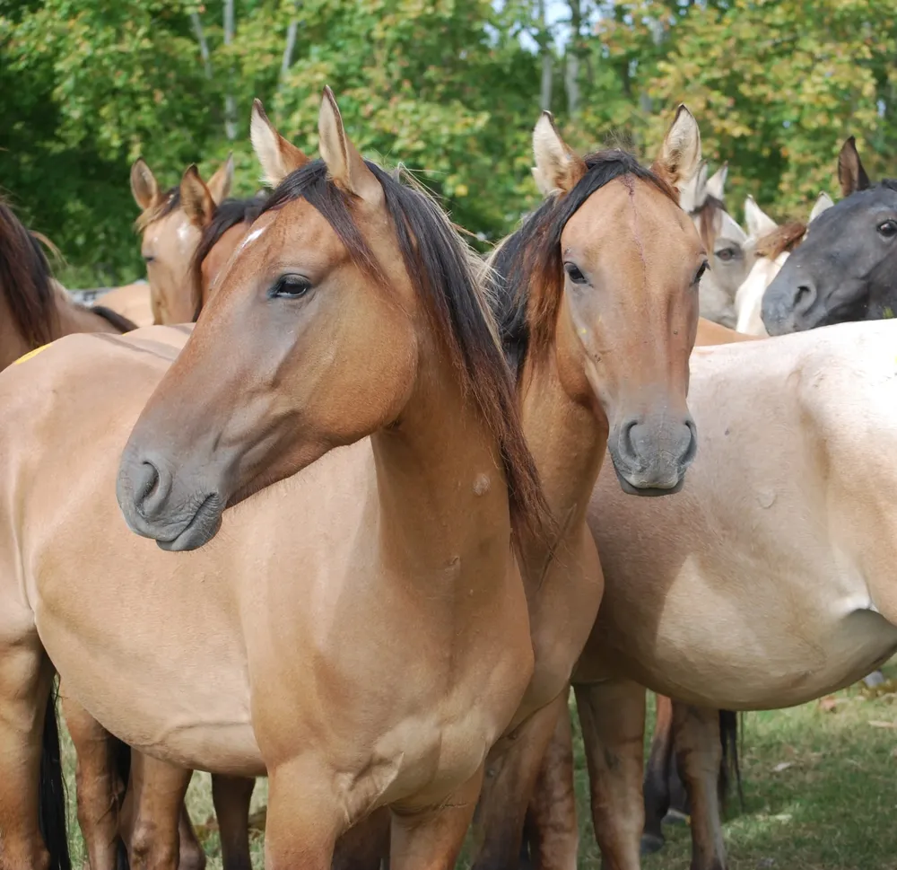Zambrano & Cía rematará este sábado.