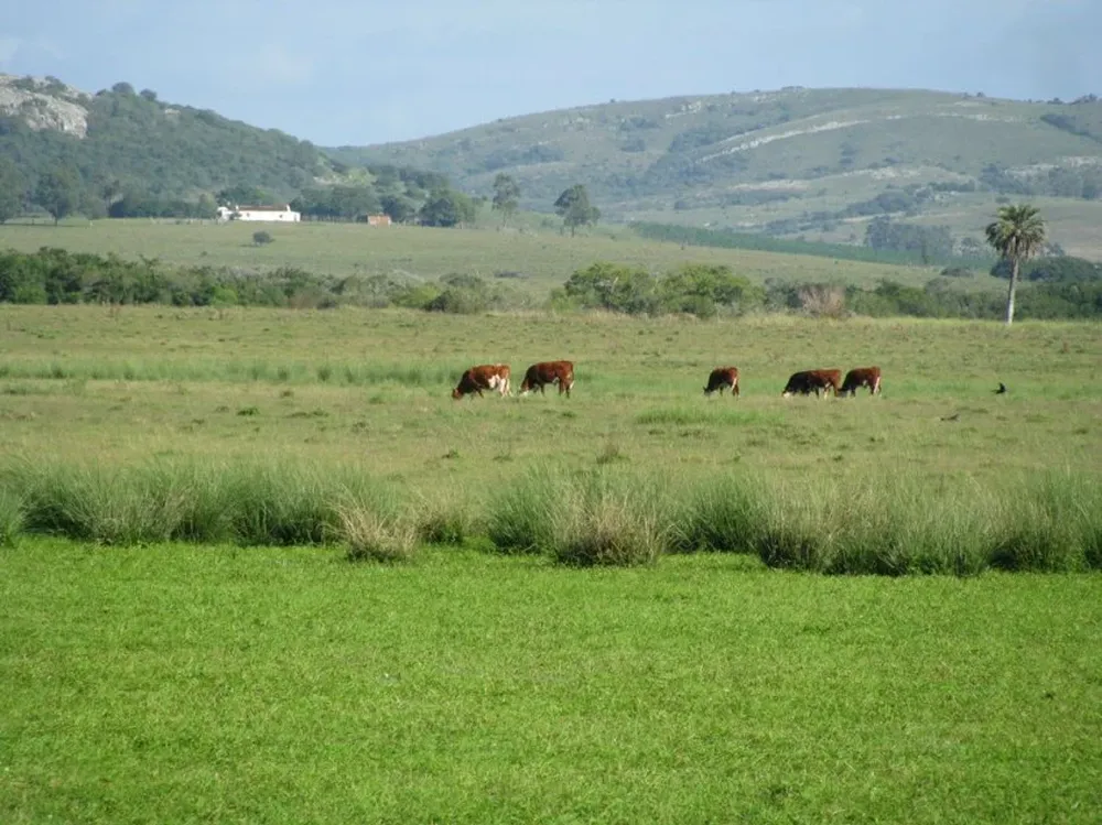 Destacan posicionamiento de Uruguay produciendo alimentos y cuidando el ambiente