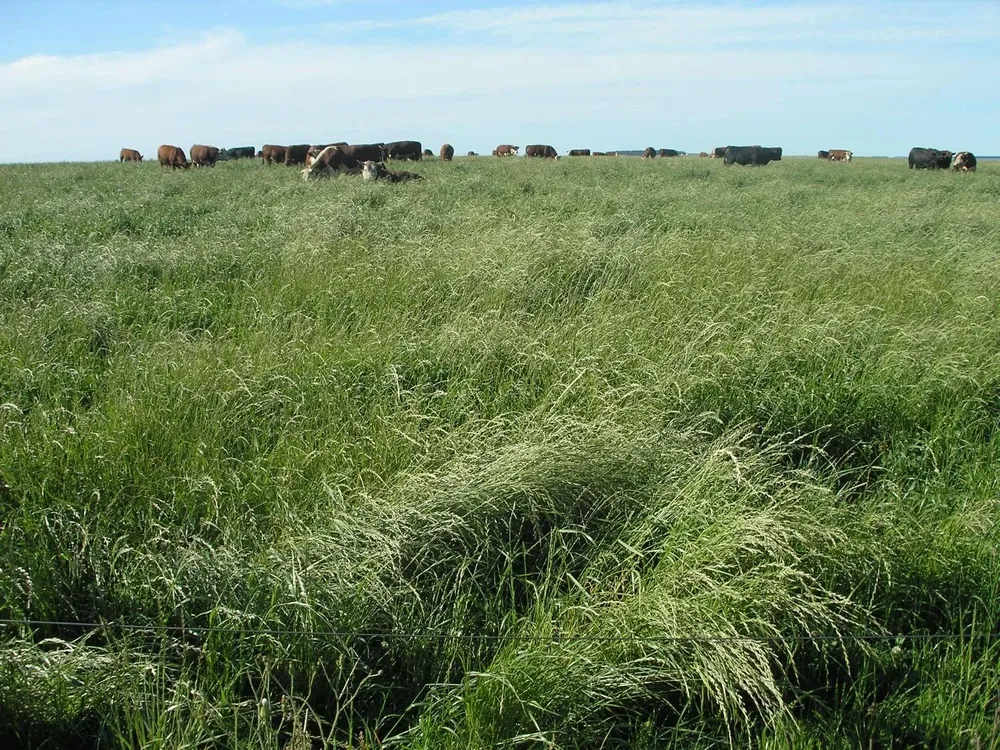 Mejoró el estado de los campos y de las haciendas.