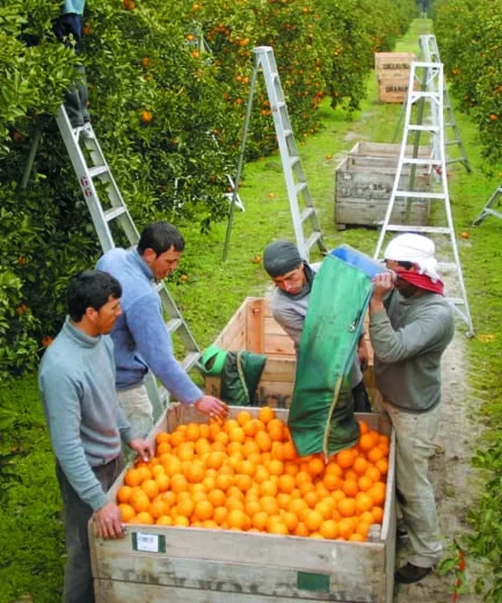 La naranja encabeza las estadísticas de producción