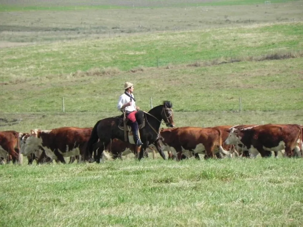 Creció la tasa de preñez del ganado vacunos de carne