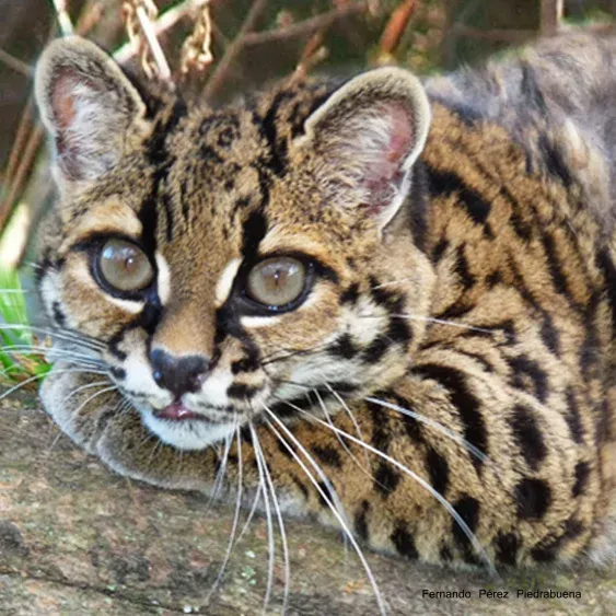 Margay, nombre científico Leopardus wiedii