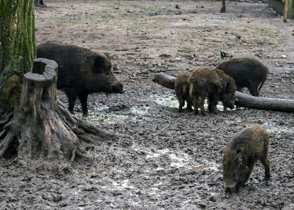 Crece la población de jabalíes en España por el veto a la caza.