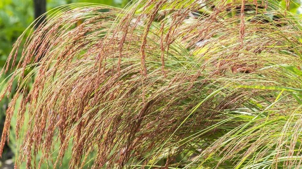 El teff, un cereal cultivado durante milenios en Etiopía, tiene como pariente cercano una planta de resurrección.