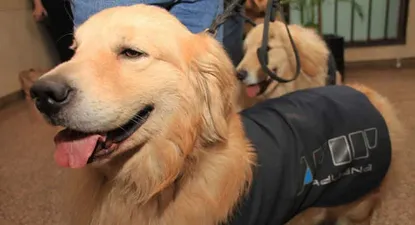 Los perros busca dólares argentinos