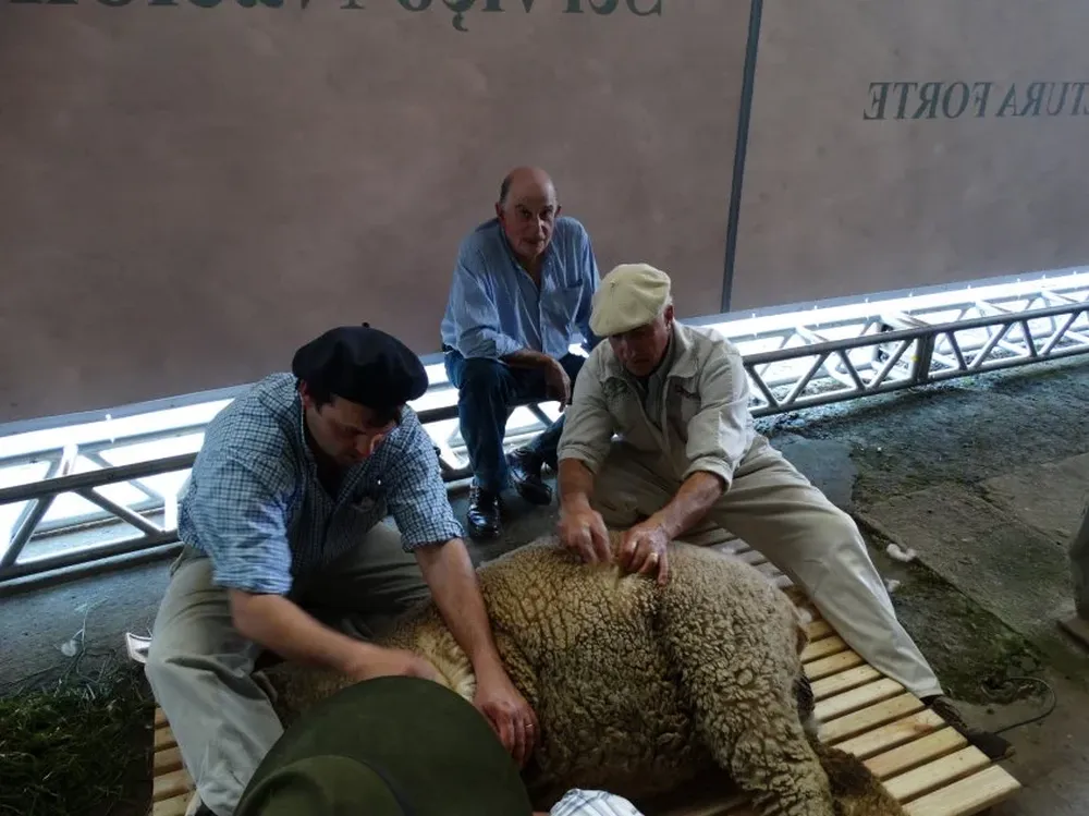 Parte del equipo de la cabaña uruguaya La Estela preparando un ejemplar en Expointer