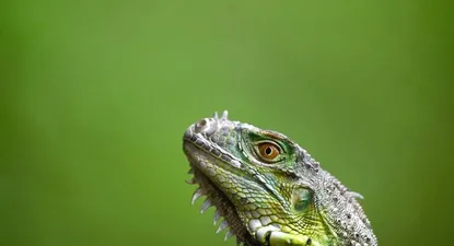 El fenómeno que explica por qué las iguanas caen de los árboles cuando hace frío en el sur de Florida