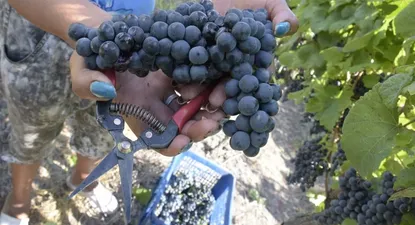 El Observador | 0015552299.webp