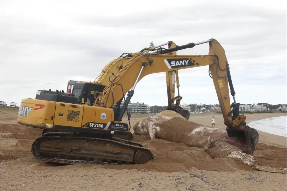 El entierro del cetáceo se realizó este lunes