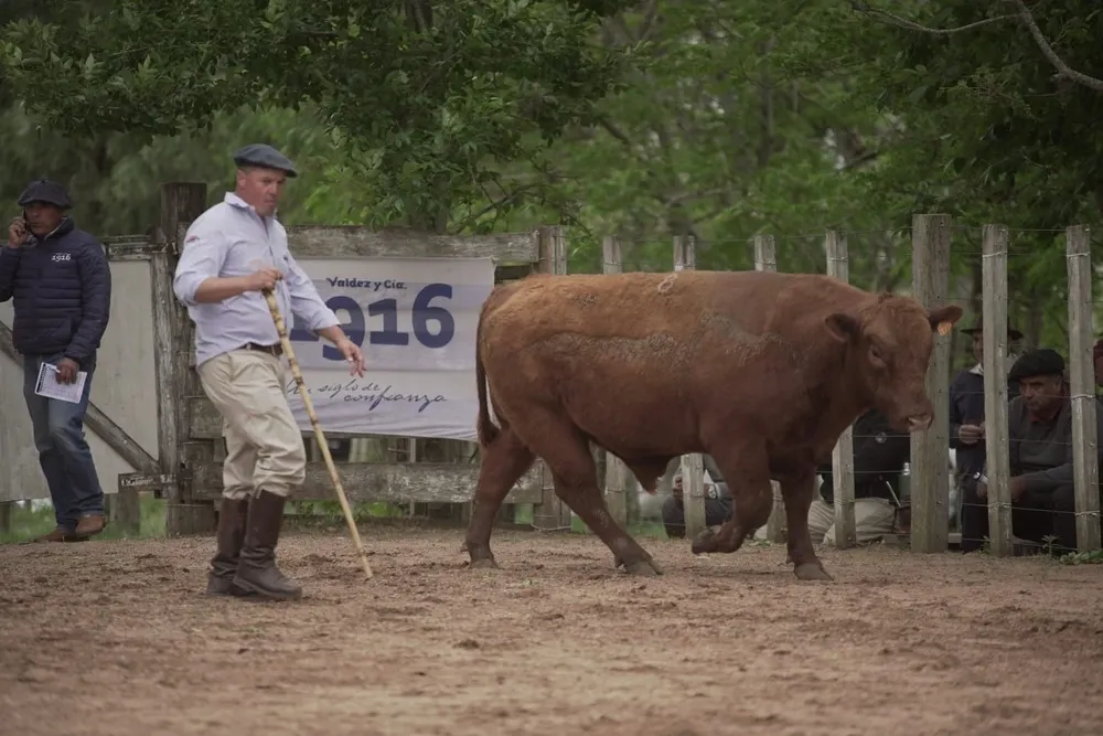 Valdez y Cía venderá toros de la cabaña Buena Orden.