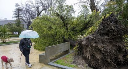 Un gran árbol se ha caído en la Alameda de Jaén por las rachas de fuerte viento registradas en Jaén.