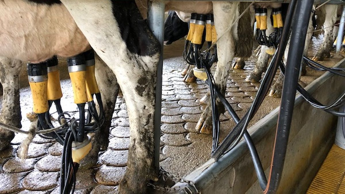 Sindicato pidió a Conaprole informe la identidad del productor en cuyo tambo se derramó leche