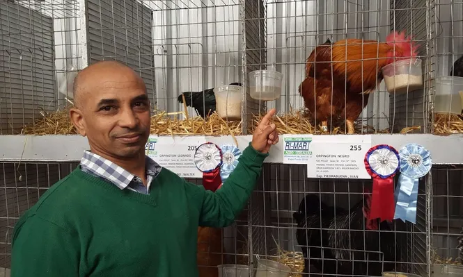 El gallo campeón del Prado es montevideano