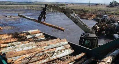 Madera requiere nueva inversión para aprovechar mayor cosecha