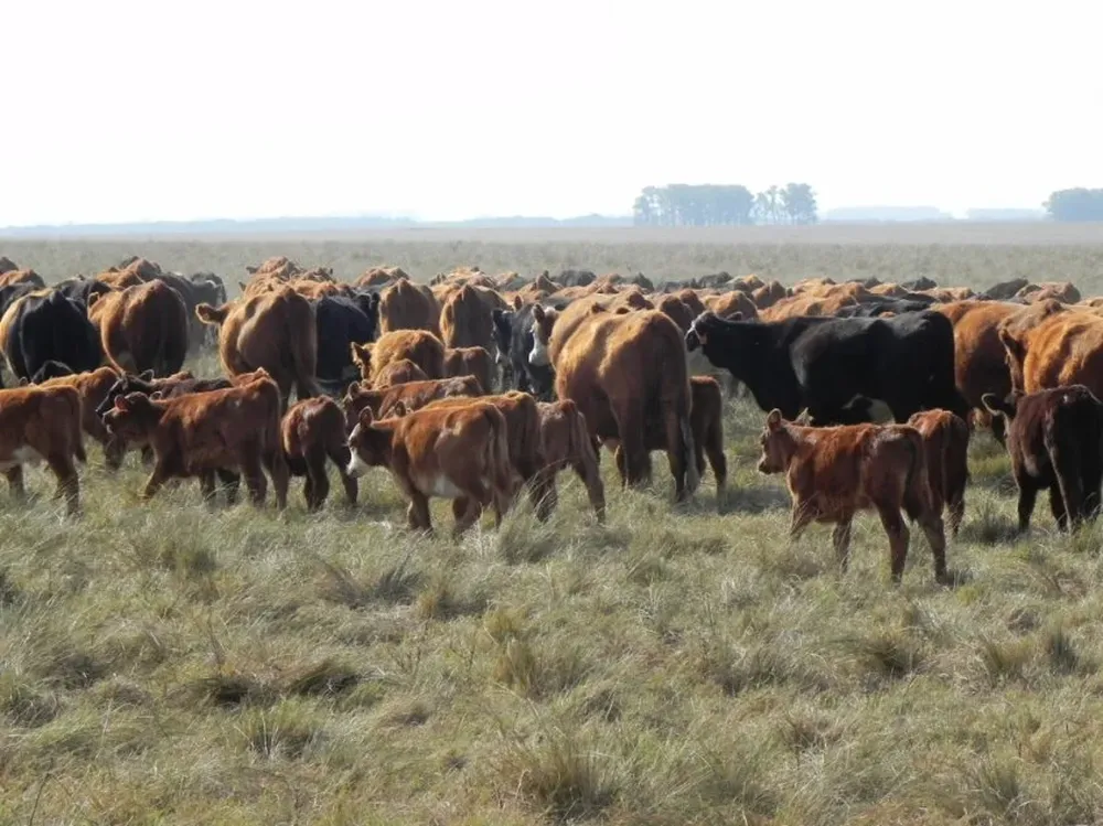 La selección genética muestra los atributos de un rodeo