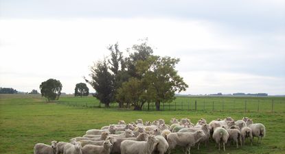 Ovinos en Uruguay, cada vez menos.