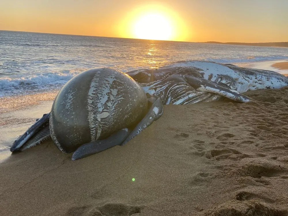 Ballena en Punta del Este