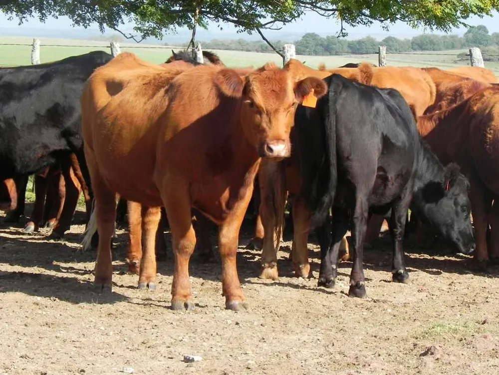 Los productores tienen dificultades para colocar vacas