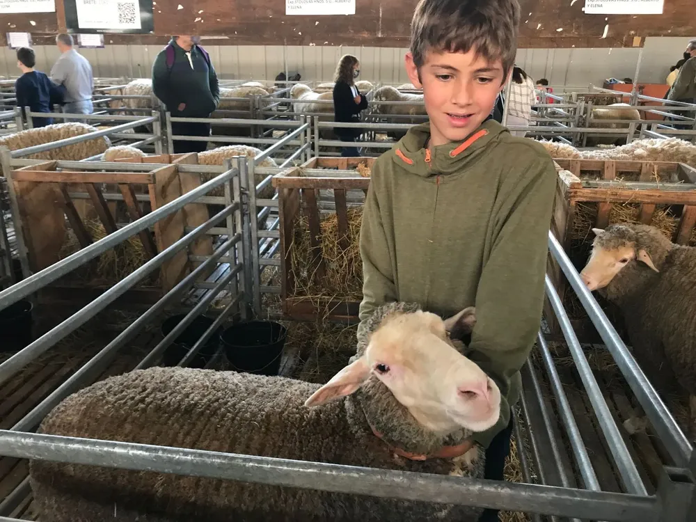 Juan Stolovas Cardona y una de las corderas Merino Dohne.
