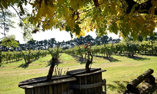 Viñas, vinos y turismo, una sinergia de alto valor.