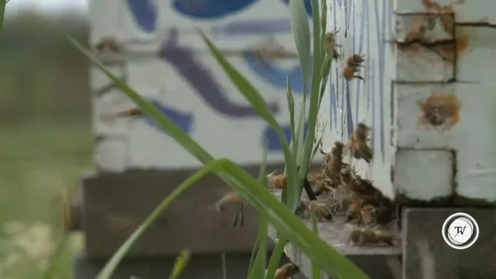 El Observador TV inaugura el espacio del canal argentino Agro TV. En este primer informe, una mirada al desafío que genera la convivencia entre las abejas y la producción agropecuaria actual.Martín Braunsten, propietario de la cabaña apícola Malka Queens, habla del potencial de Uruguay en la producción y comercialización de abejas reinas y de miel.
