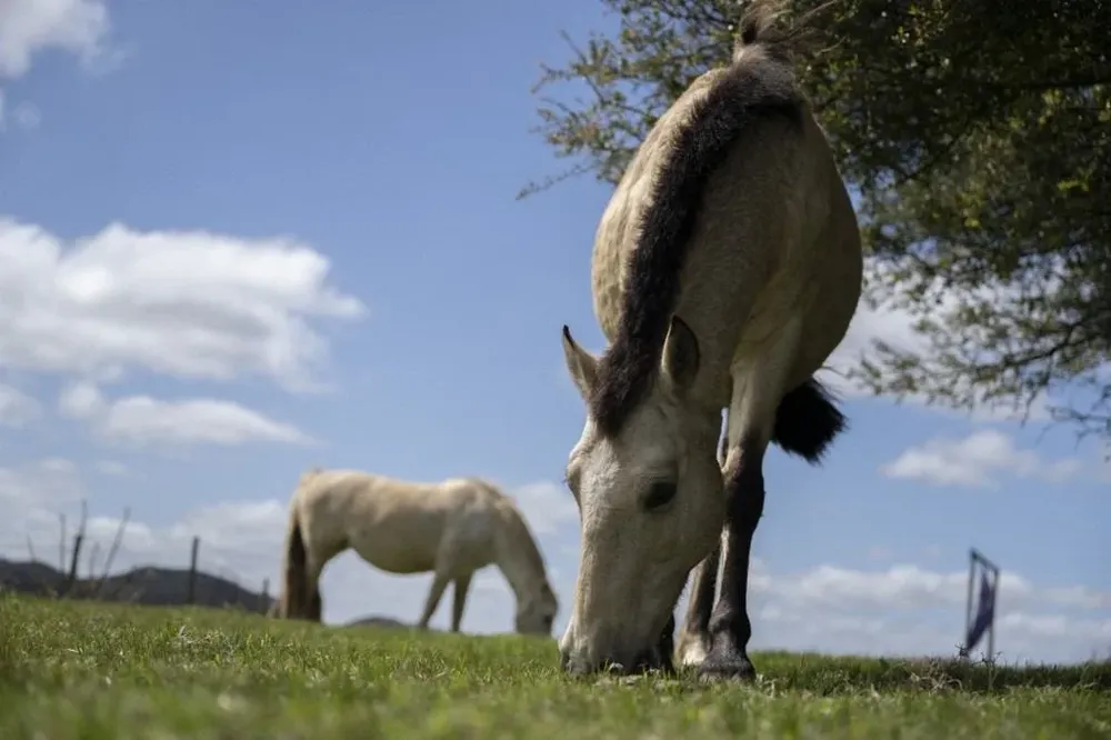 Los animales podrán ser adoptados en todo el país
