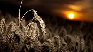 En Brasil el precio del arroz se acerca a los US$ 20 por bolsa