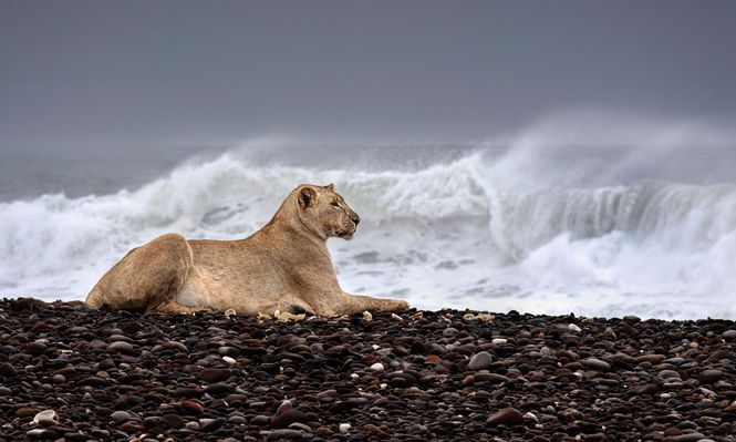 Los leones del desierto de Namibia se acercan a las costas del Atlántico en busca de alimentos.