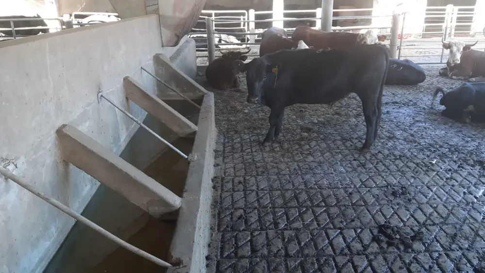 MGAP realiza controles en más de 20 plantas frigoríficas.