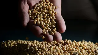 Producción de soja, principal rubro agrícola en Uruguay.