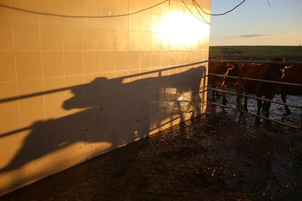 El consumo de leche en hogares argentinos disminuyó 5% en 2019 y es el más bajo desde 1990