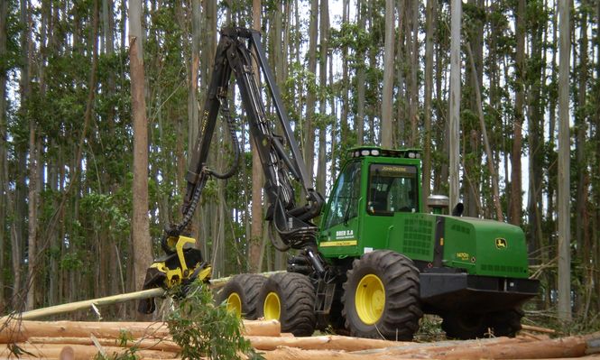 Sector forestal: en crecimiento constante desde que pasó a ser una política de Estado.