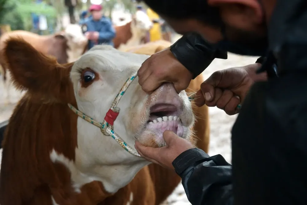 Control veterinario en la Expo Prado 2021.