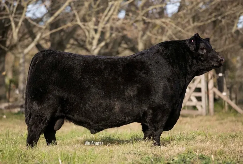 Bienhecho concursará el viernes 28 en la categoría Senior