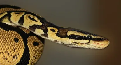 Una pitón gigante se traga a una mujer en Indonesia