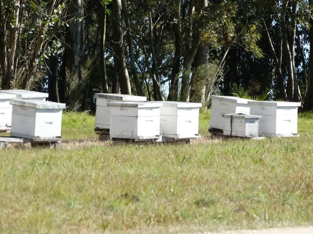 La producción por colmena cayó a 15 kilos en promedio.