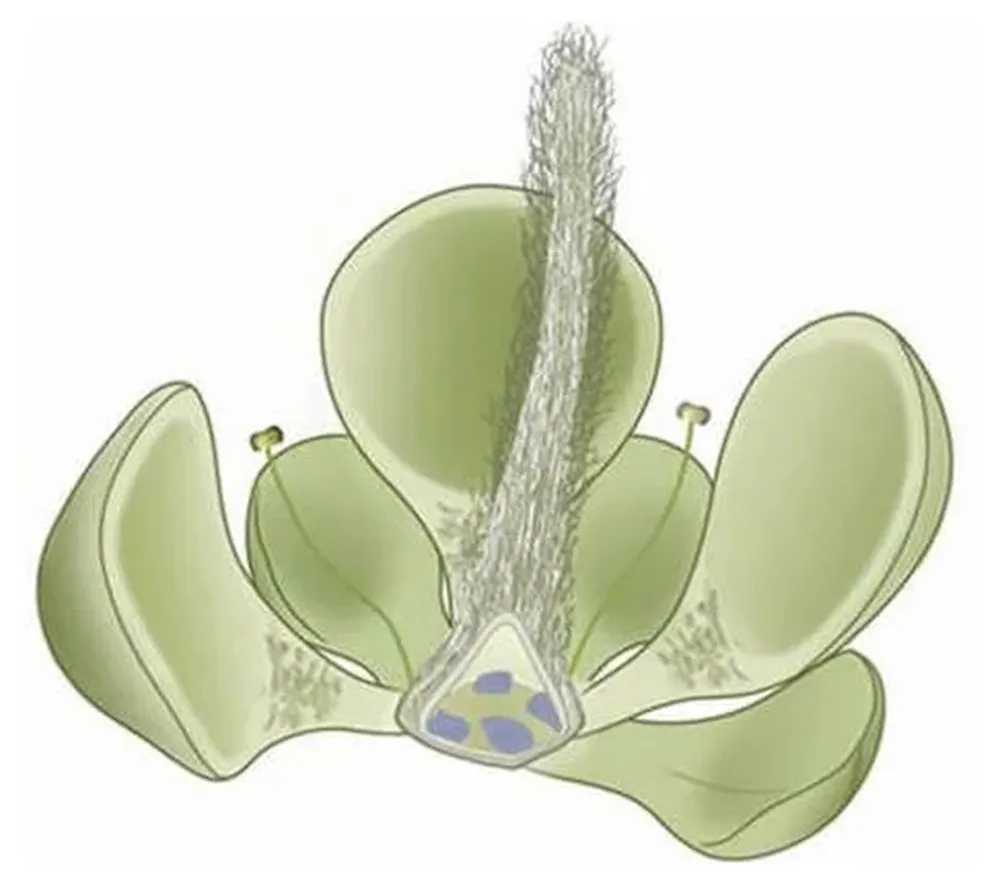Dibujo de cómo pudo lucir la flor en su estado original